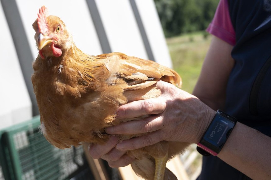 Une femme tient un poulet dans le marche paysan a la ferme agriculture biologique Iseli ce lundi 13 juillet 2020 a La Sarraz. Ce mercredi 15 juillet, l&#039;Union suisse des paysans, USP, informe lors ...
