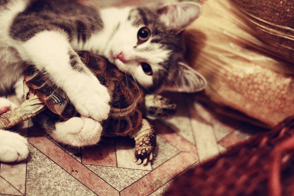 Katze kuschelt mit Schildkröte