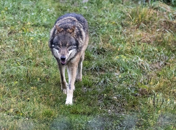 Das Parlament will den Wolfsschutz lockern. Der Bundesrat hat nun definiert, wann die Raubtiere legal geschossen werden d