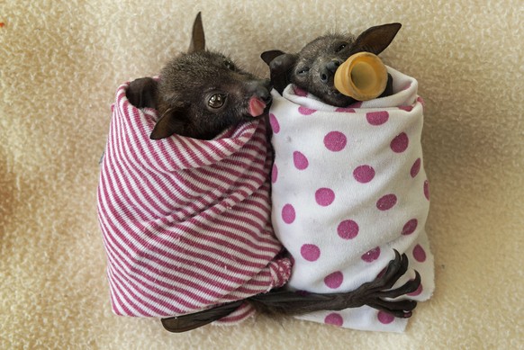PIC BY JUERGEN FREUND / CATERS NEWS -(PICTURED: The little red flying fox babies wrapped tightly after their bath.) - These adorable pictures show abandoned baby bats wrapped up in blankets and being  ...