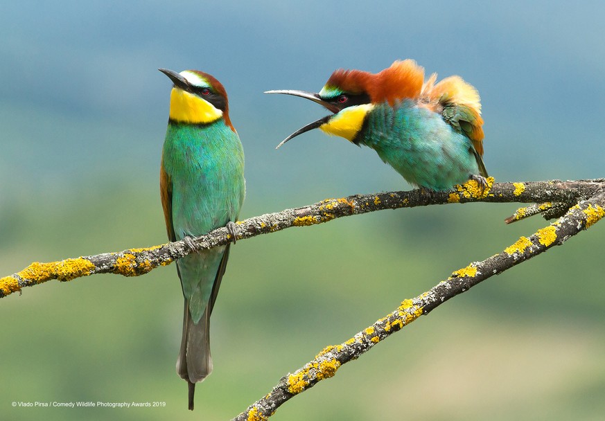 The Comedy Wildlife Photography Awards 2019
Vlado Pirsa
Donja Zdencina
Croatia

Title: Family disagreement
Description: They were taken two birds during courtship before nesting. They then have strang ...