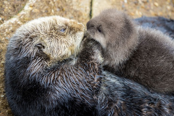 In this Dec. 20, 2015 photo released by the Monterey Bay Aquarium, a Sea Otter holds its newborn pup in Monterey Bay Aquarium Tide Pool in Monterey, Calif. The aquarium posted news of the birth online ...
