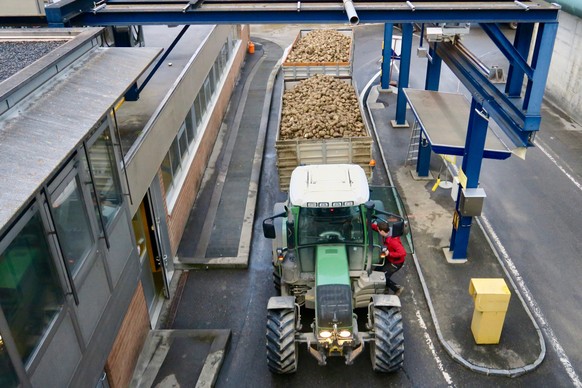 Landwirte bringen die geernteten Zuckerrüben in die Zuckerfabrik Aarberg (BE).