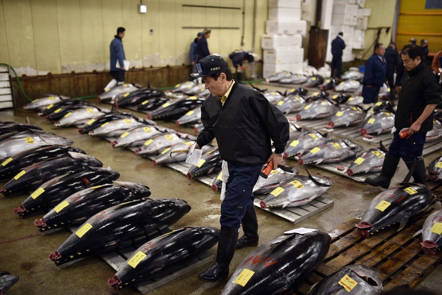Experten inspizieren die ausgestellten Fische auf dem Tsukiji-Markt.&nbsp;