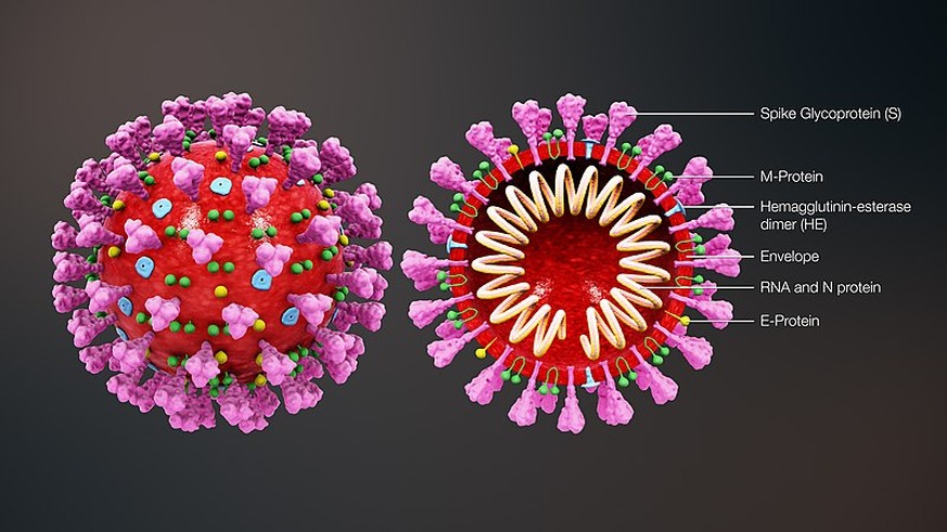Struktur des neuartigen Coronavirus SARS-CoV-2
https://www.scientificanimations.com/wiki-images/CC BY-SA 4.0