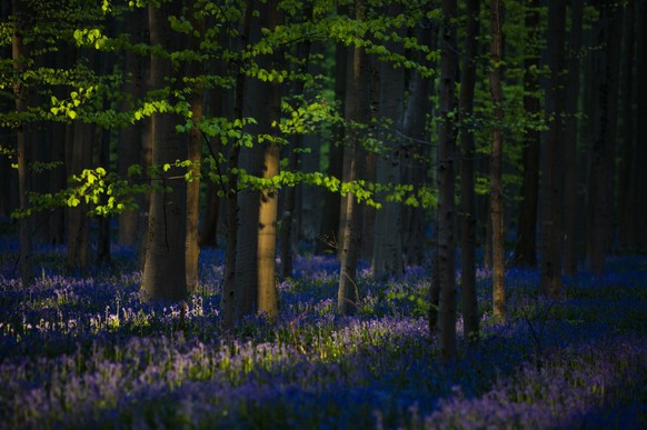 Bluebells, also known as wild Hyacinth, bloom in the Hallerbos forest in Halle, Belgium, Thursday April 16, 2020. Bluebells are particularly associated with ancient woodland where it can dominate the  ...