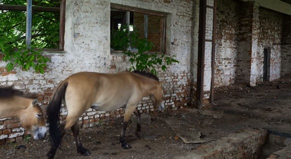 Pferde wandern durch die Ruinen Tschernobyls.