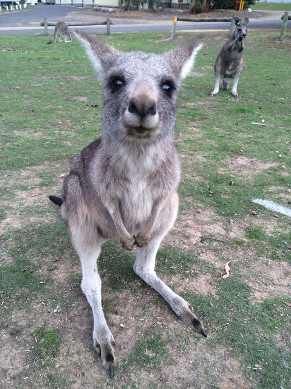 Känguru
Cute News
https://www.reddit.com/r/aww/comments/34orba/a_curious_little_kangaroo_hopped_up_to_say_hello/