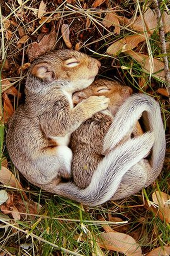 Eichhörnchen machen Löffelchen