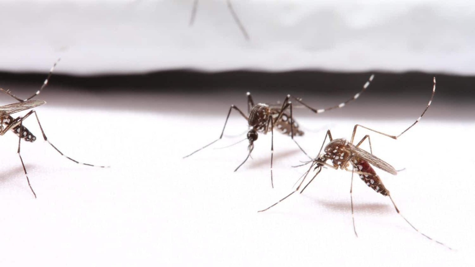 Stechmücken auf einem speziellen, mückenresistenten Stoff.
https://news.ncsu.edu/2021/07/mosquito-resistant-clothing-prevents-bites-in-trials/
