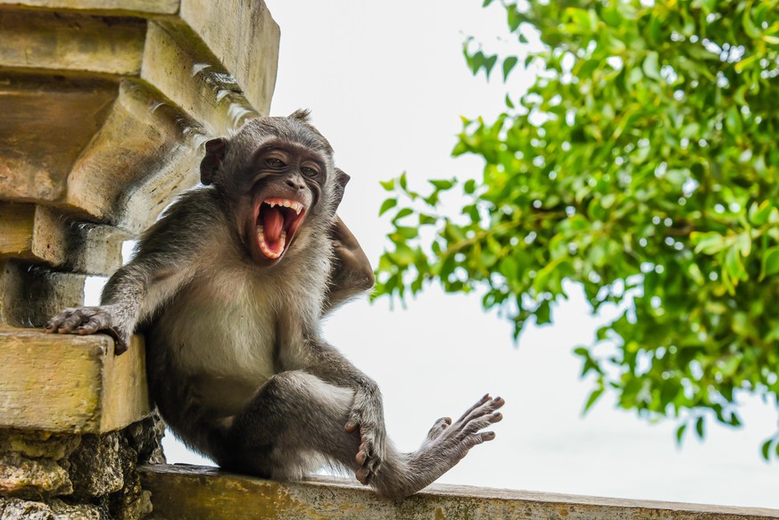 The Comedy Wildlife Photography Awards 2020
Luis MartÃ­
CancÃºn
Mexico
Phone: 
Email: 
Title: Macaque Striking a Pose
Description: I was on Bali on vacations. We went to Uluwatu Temple and I saw this  ...