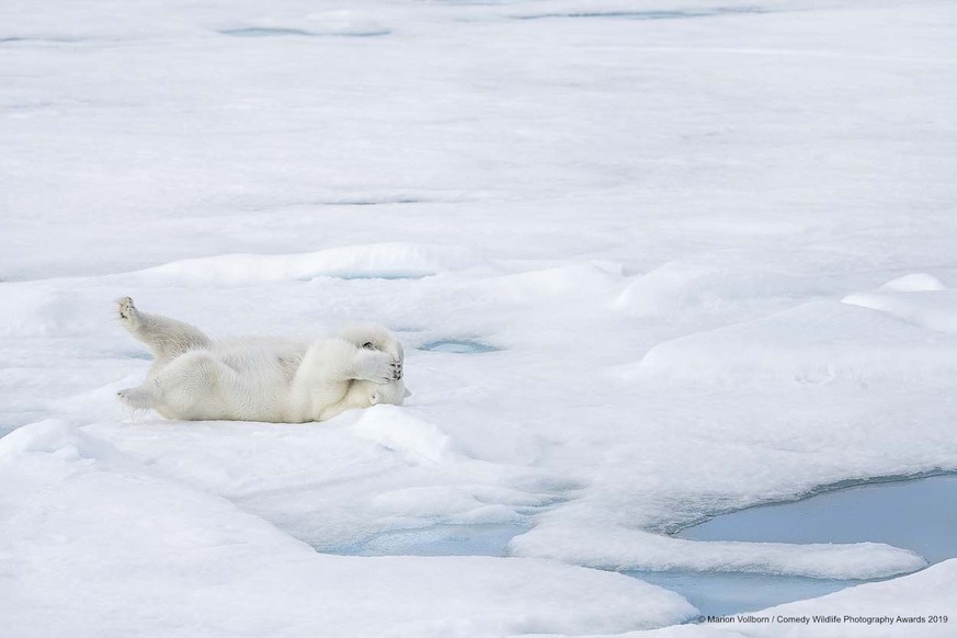 The Comedy Wildlife Photography Awards 2019
Marion Vollborn
Burscheid
Germany

Title: hide
Description: a playful polar baer
Animal: polar baer
Location of shot: Arctic