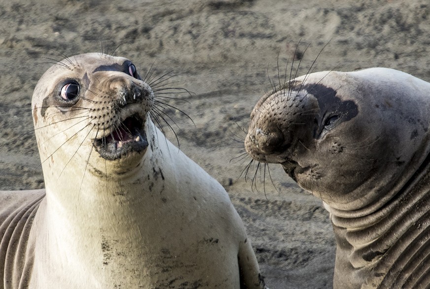 The Comedy Wildlife Photography Awards 2017
George Cathcart
Bluffton
United States

Title: WTF?
Caption: Good god, man, what is wrong with you?
Description: Young elephant seal reacts to his friend&#0 ...
