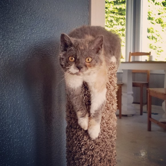 Katze hängt herum
Cute News
https://imgur.com/t/aww/nVt7D