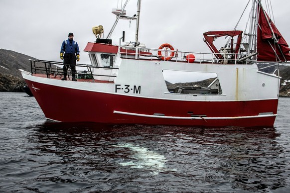 Norwegian fisherman observes a beluga whale swimming below his boat before the Norwegian fishermen were able to removed the tight harness, off the northern Norwegian coast Friday, April 26, 2019. The  ...