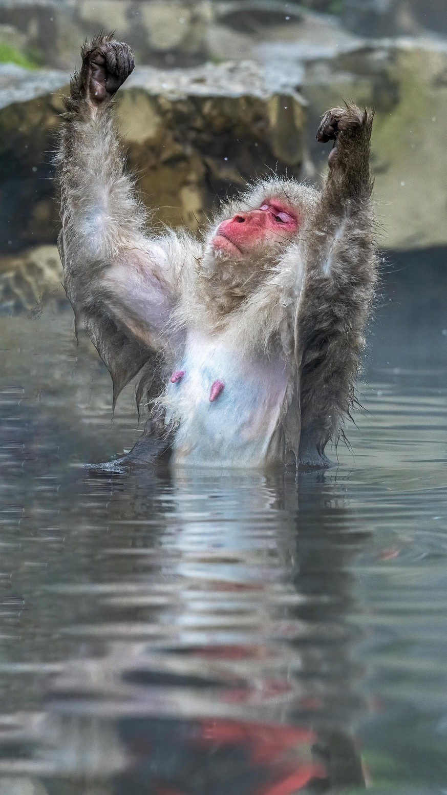 The Comedy Wildlife Photography Awards 2020
Ramesh Letchmanan
Singapore
Singapore
Phone: 
Email: 
Title: I Am Champion
Description: A half-submerged snow monkey declares itself a champion by raising b ...