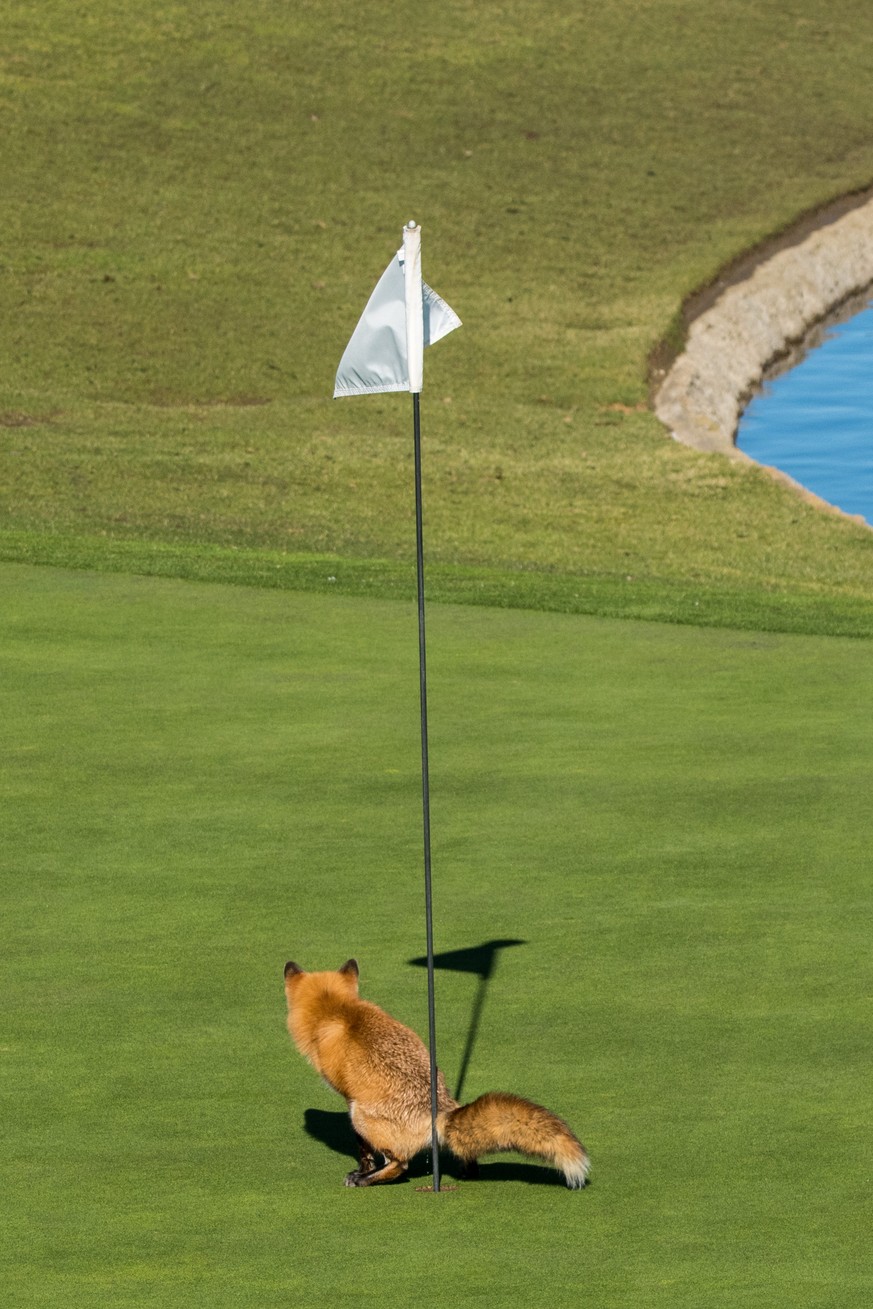 The Comedy Wildlife Photography Competition 
Douglas Croft
San Jose
United States

Title: Must Have Three-putted...
Caption: Golf is a Frustrating Game.
Description: Golf is a frustrating game and if  ...