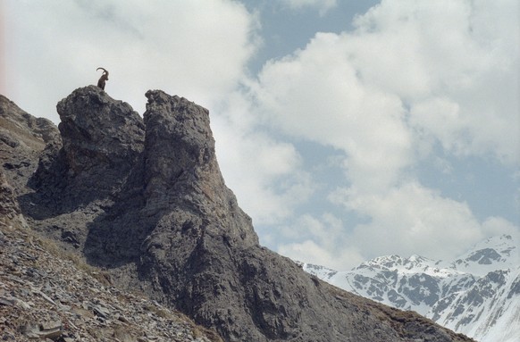 Steinbock bei Ferret am Mont Chemin (Wallis), 1997.
