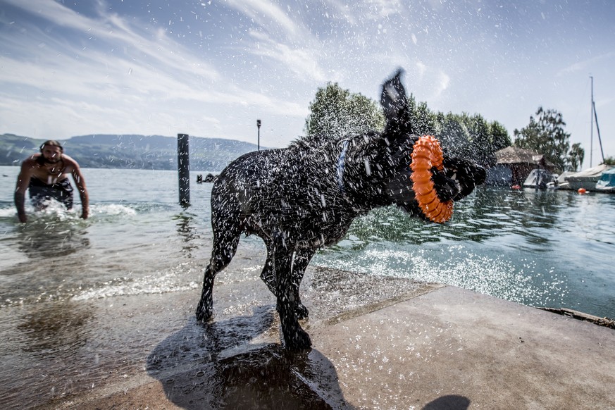 Ein Hund schuettelt sich trocken nach einem Bad im Zuerichsee am Donnerstag 3. August 2017 bei Staefa. (KEYSTONE/Christian Merz)..A dog shakes water of after his bath in the Lake of Zurich, Switzerlan ...