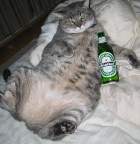 http://thumbpress.com/wp-content/uploads/2012/01/Fat-wasted-cat.jpg