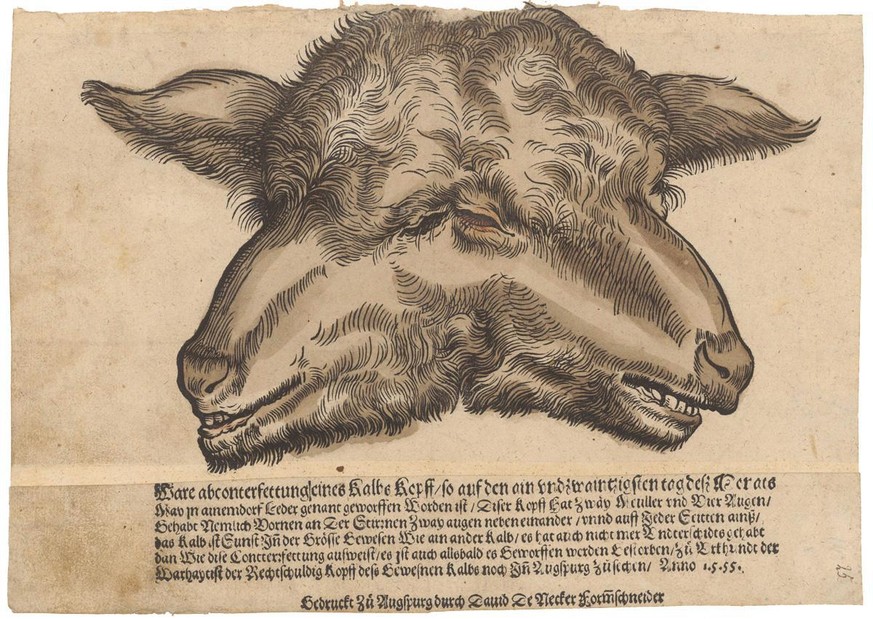 Bericht über die Geburt eines missgestalteten Kalbes mit zwei Köpfen aus dem Jahr 1555.