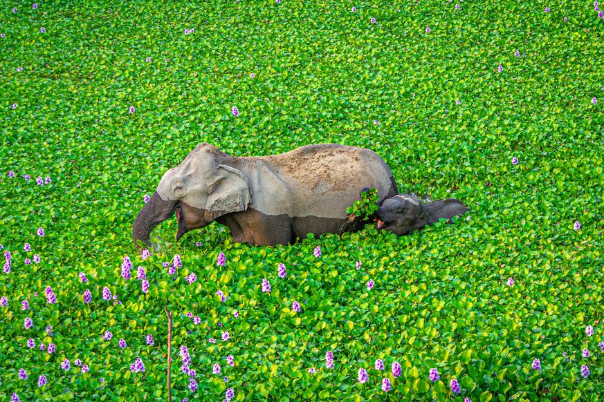 The Comedy Wildlife Photography Awards 2020
Kunal Gupta
Kuala Lumpur
Malaysia
Phone: 
Email: 
Title: Wait up mommy, look what I got for you!
Description: At the Kaziranga National Park, this elephant  ...