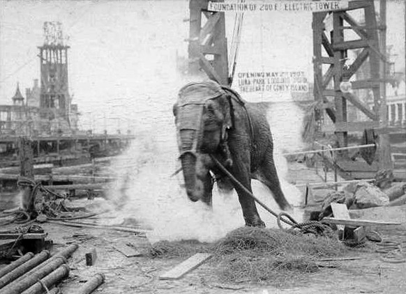 https://www.oddsalon.com/jan-4-1903-topsy-the-elephant-publicly-executed/ 

topsy elephant Edison