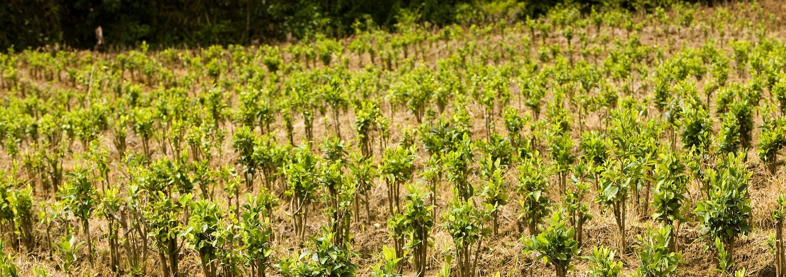 Eine Coca-Plantage in Peru.