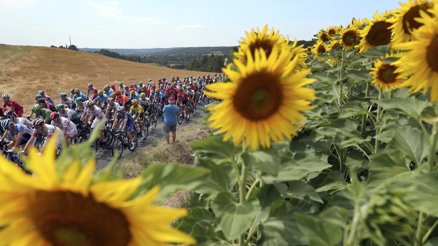 The pack rides past a sunflowers fields during the eleventh stage of the Tour de France cycling race over 167 kilometers (103,77 miles) with start in Albi and finish in Toulouse, France, Wednesday, Ju ...