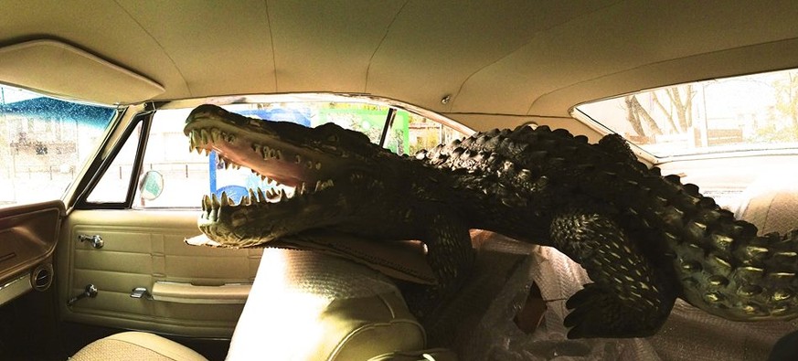 reisen in einem chevrolet impala channel tunnel krokodil alligator