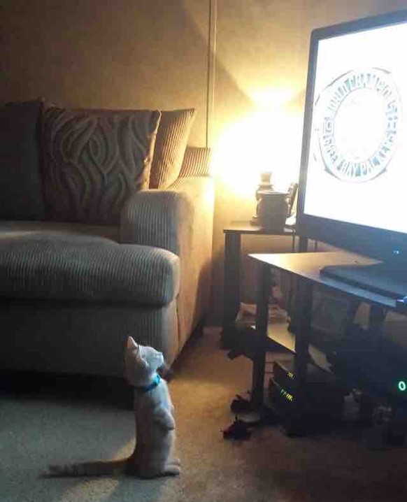 Katze schaut TV
