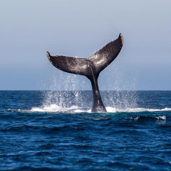 Humpback Whale - Megaptera novaeangliae, Fluke