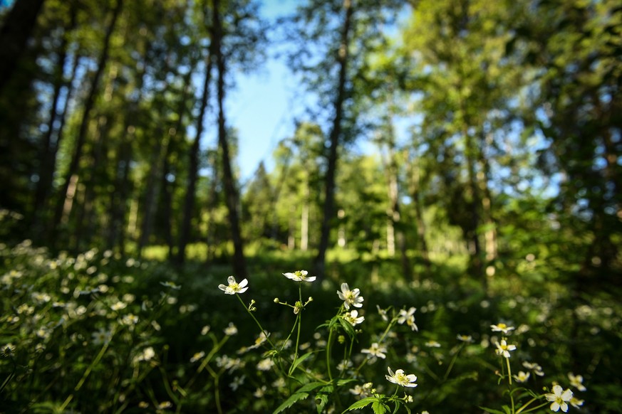 epa08459756 White marsh marigold blooms in a forest near Mittenwald, Germany, 02 June 2020. EPA/PHILIPP GUELLAND