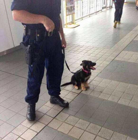 Polizeihund
Cute News
https://imgur.com/gallery/re11e