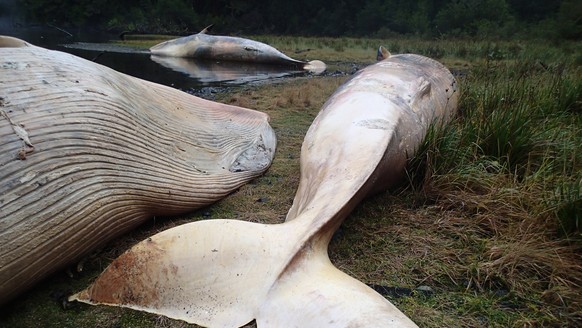 Im April 2015 wurden in Chile zahlreiche tote Wale angeschwemmt.&nbsp;