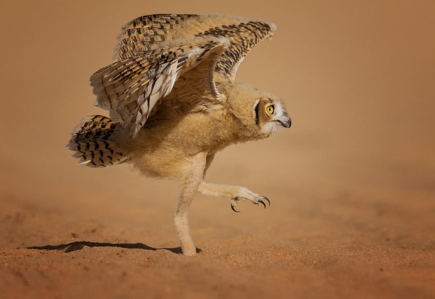 The Comedy Wildlife Photography Awards 2020
Nader Alshammari
Sakaka Al-Jouf
Saudi Arabia
Phone: 
Email: 
Title: How can I fly
Description: It&#039;s an owl chick Trying to fly He succeeded the next da ...