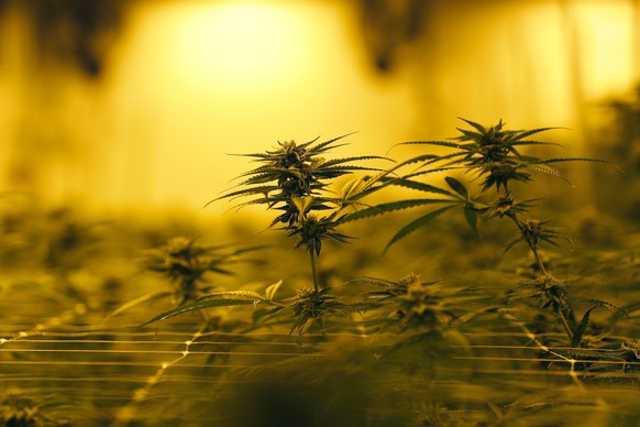 FILE - In this Aug. 6, 2019, file photo marijuana plants growing under special grow lights, at GB Sciences Louisiana, in Baton Rouge, La. When it comes to investing in cannabis stocks, the marijuana b ...