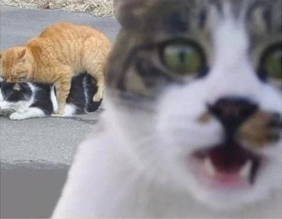Katzen-Sex-Selfie