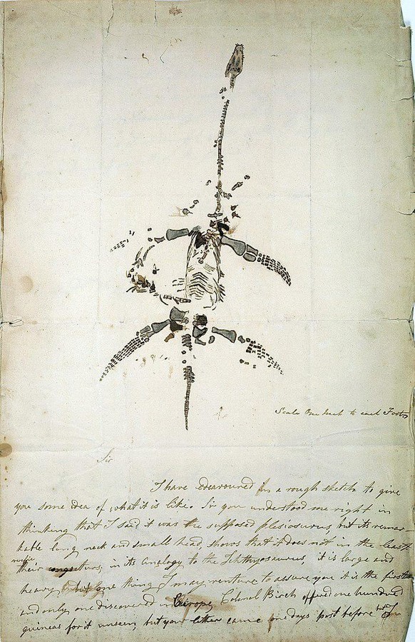 Mary Annings Skizze eines Plesiosaurus dolichodeirus vom 26. Dezember 1823.