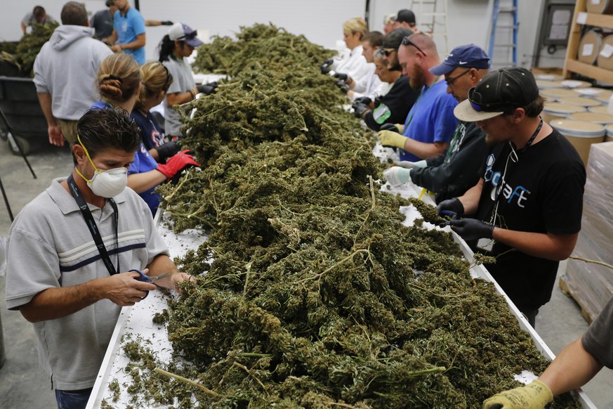 FILE- In this Oct. 4, 2016, file photo, farmworkers remove stems and leaves from newly-harvested marijuana plants, at Los Suenos Farms, America&#039;s largest legal open air marijuana farm, in Avondal ...