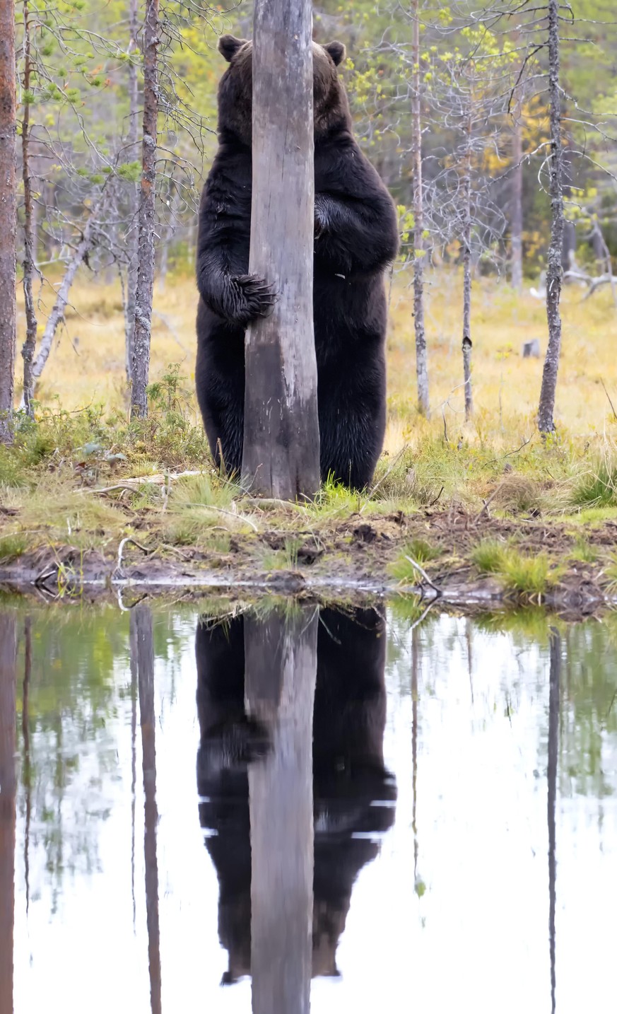 The Comedy Wildlife Photography Awards 2020
Esa Ringbom
Akaa
Finland
Phone: 
Email: 
Title: Doggo
Description: The photo was taken in Eastern Finland. In the picture, a brown bear is aiming for a piec ...