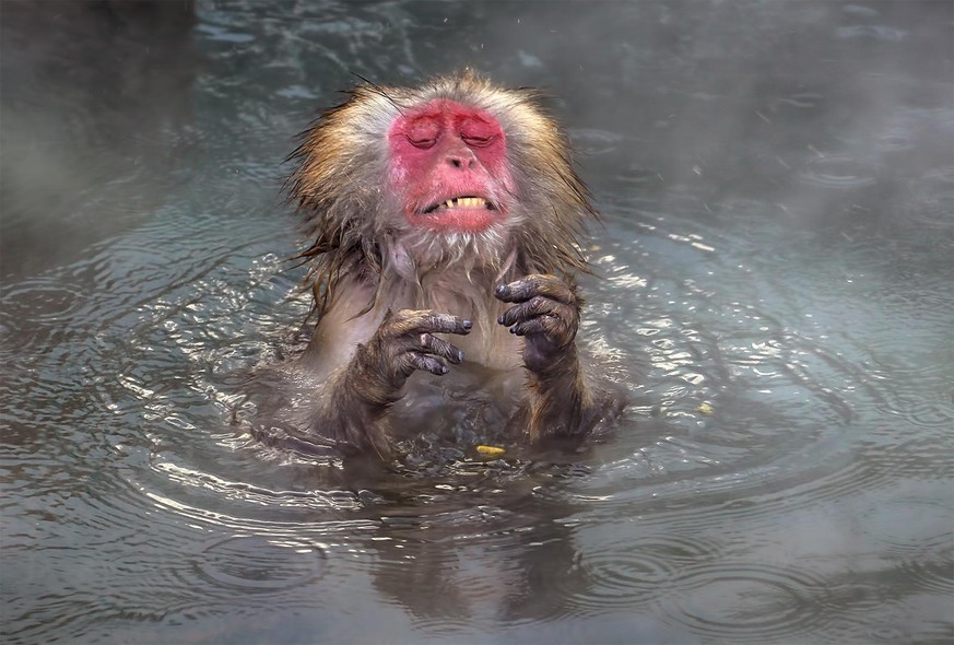 The Comedy Wildlife Photography Awards 2020
wei ping Peng
Sydney
Australia
Phone: 
Email: 
Title: So hot
Description: Monkeys soak in natural hot springs
Animal: Monkey
Location of shot: Japan