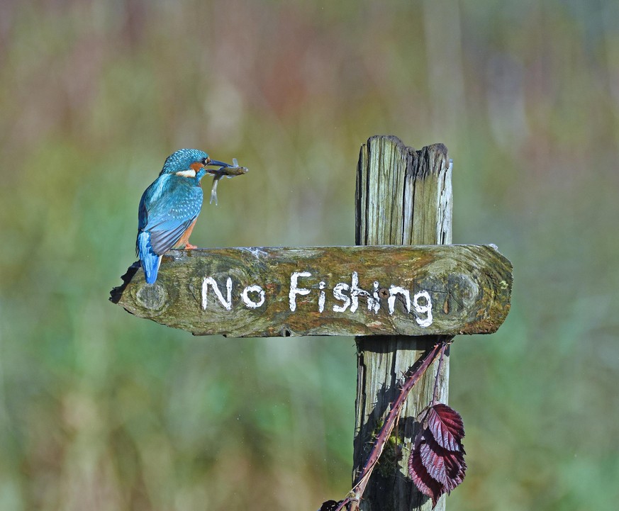 The Comedy Wildlife Photography Awards 2020
Sally Lloyd-Jones
Bodmin
United Kingdom
Phone: 
Email: 
Title: It&#039;s A Mocking Bird!
Description: I was hoping a Kingfisher would land on the &quot;No F ...