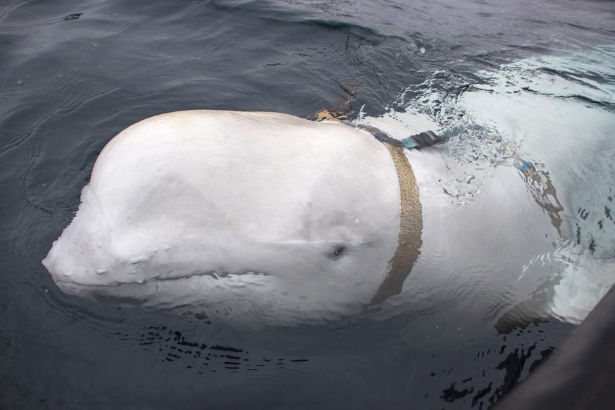 epa07536216 A handout photo made available by the Norwegian Directorate of Fisheries (Sea Surveillance Service) shows a beluga whale wearing a harness, which was discovered by fishermen off the coast  ...