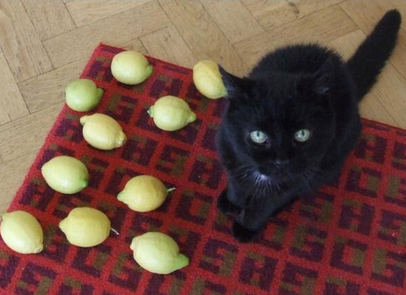 Schwarze Katze mit Zitronen.

http://imgur.com/gallery/G8DzD