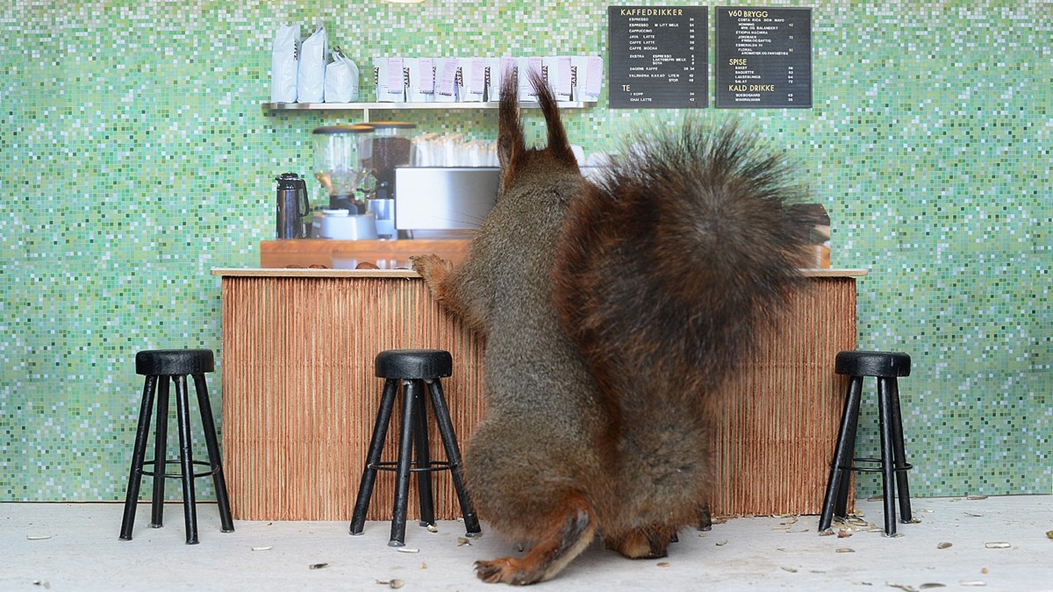 Freeeeech! Ein Eichhörnchen crasht die Vogelfutter-Bar der «Piip Show».