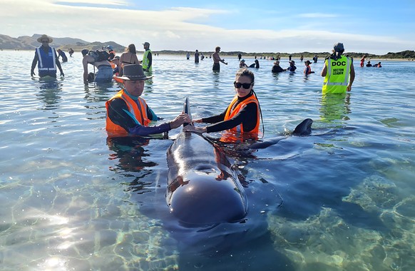 In this photo provided by Project Jonah, rescuers work to save pilot whales beached at Farewell Spit at the top of the South Island of New Zealand, Monday, Feb. 22, 2021. Department of Conservation re ...