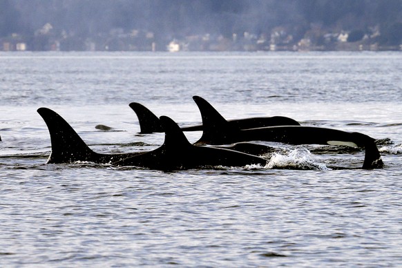 FILE - In this Jan. 18, 2014, file photo, endangered orcas from the J pod swim in Puget Sound west of Seattle, as seen from a federal research vessel that has been tracking the whales. A new study fro ...