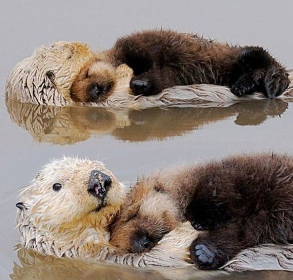 Otter schlafen