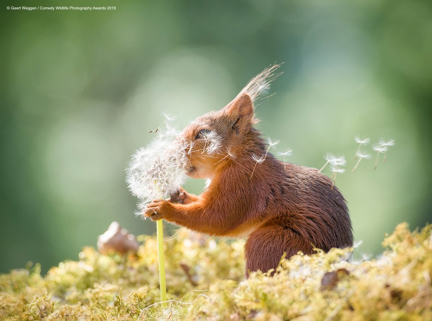 The Comedy Wildlife Photography Awards 2019
Geert Weggen
BispgÃ¥rden

Title: squirrel wishes
Description: Red squirrel with dandelion seeds
Animal: red squirrel
Location of shot: Sverige